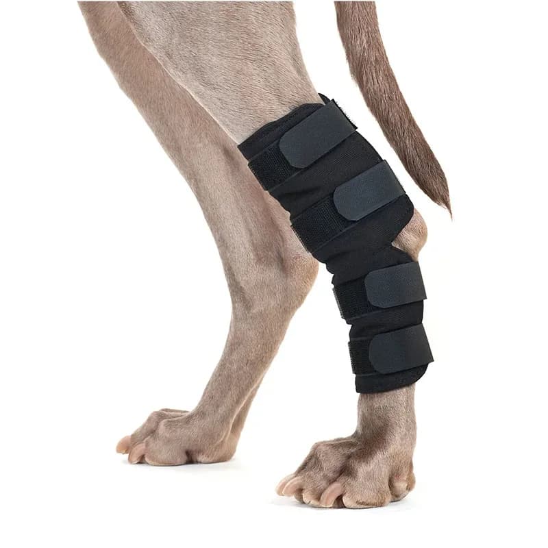 Back on Track Hundhasskydd 2 st M från Back on Track – köp hos Apotek Hjärtat